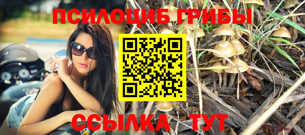Галлюциногенные грибы Psilocybine cubensis Сальск
